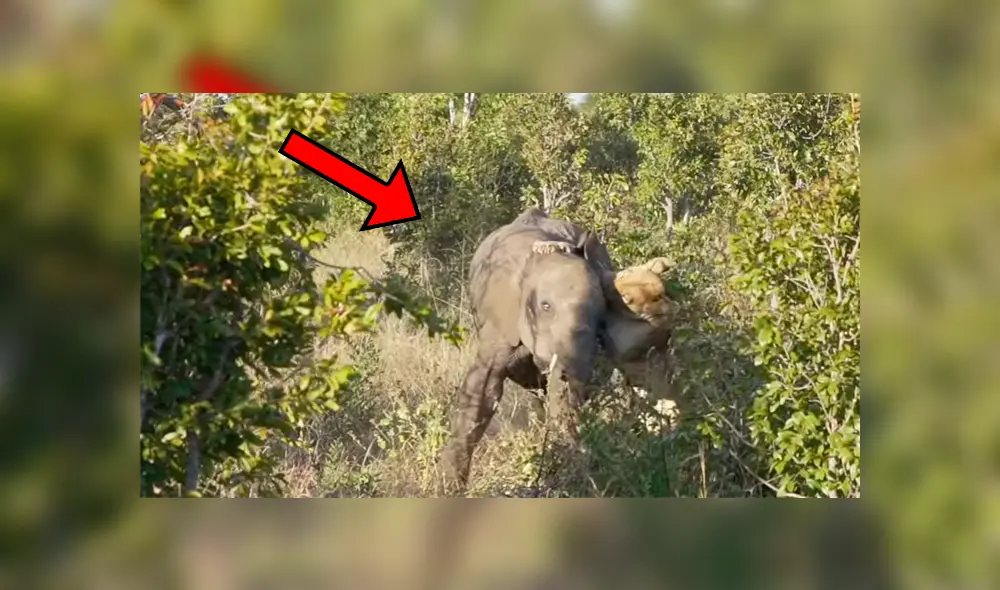 Un video muestra la impactante pelea entre un elefante y una leona por su supervivencia. Un video muestra la impactante pelea entre un elefante y una leona por su supervivencia.