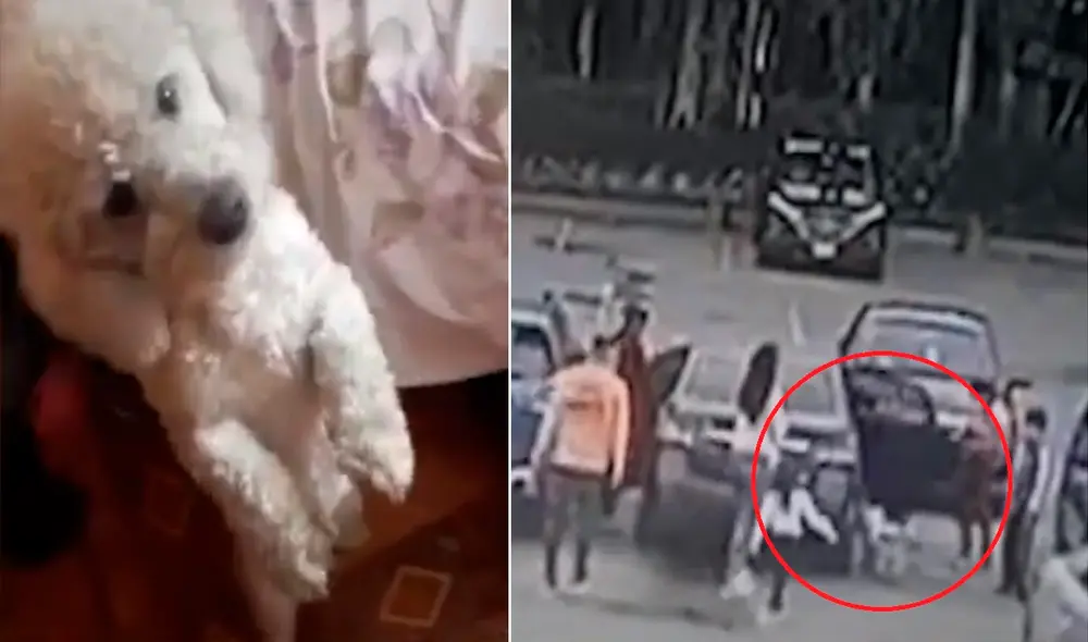 “Por favor, yo quiero estar con mi perro", pidió el menor de la familia. Foto: Captura de Panamericana TV. “Por favor, yo quiero estar con mi perro", pidió el menor de la familia. Foto: Captura de Panamericana TV.