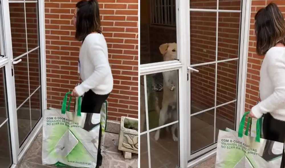 Desliza las imágenes para ver más detalles sobre esta escena que muestra la habilidad de un perro para abrir la puerta a su dueña. Foto: captura de TikTok