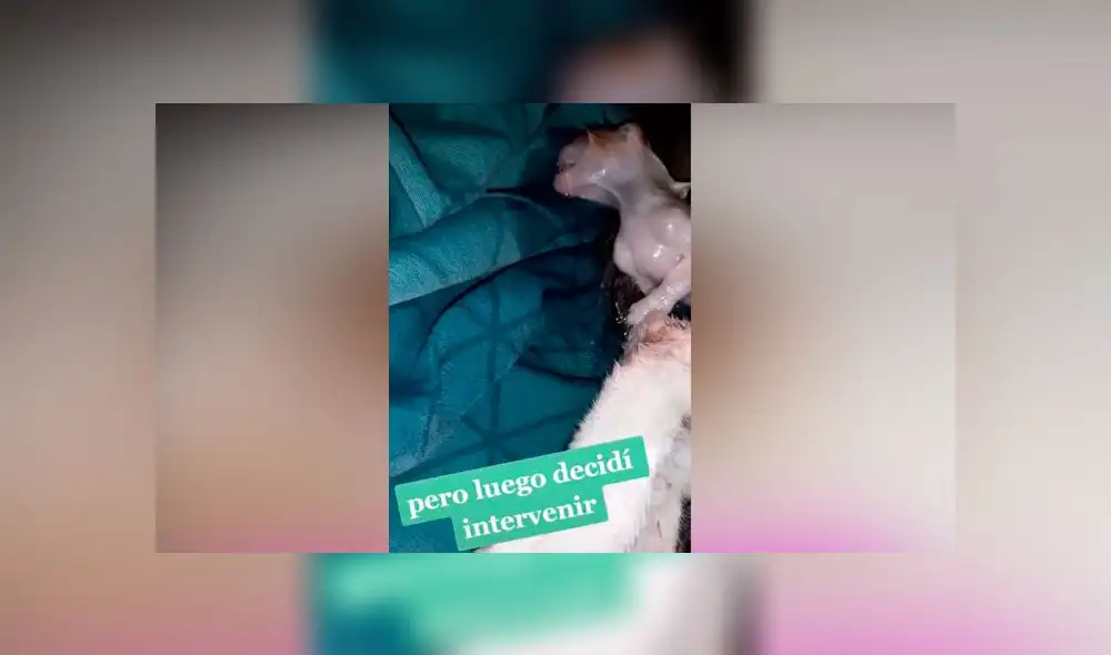 Desliza las imágenes para ver la tierna escena que protagonizó una mujer y su gata que trajo al mundo a su bebé. Foto: Rosita Alegre /TikTok Desliza las imágenes para ver la tierna escena que protagonizó una mujer y su gata que trajo al mundo a su bebé. Foto: Rosita Alegre /TikTok