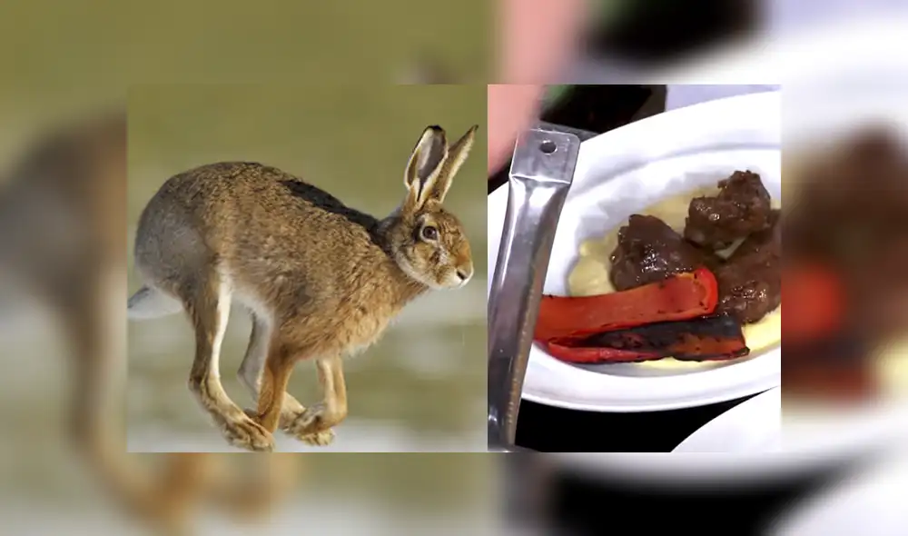 Asociación protectora de animales demandó al Canal Trece de Argentina por comprar y cocinar a la liebre mara. Foto: composición.