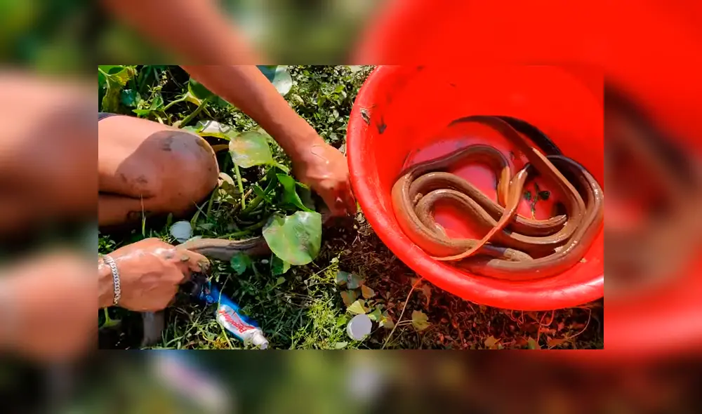 Un video viral de YouTube muestra el momento en que un joven usa pasta dental para atrapar extrañas criaturas. Un video viral de YouTube muestra el momento en que un joven usa pasta dental para atrapar extrañas criaturas.