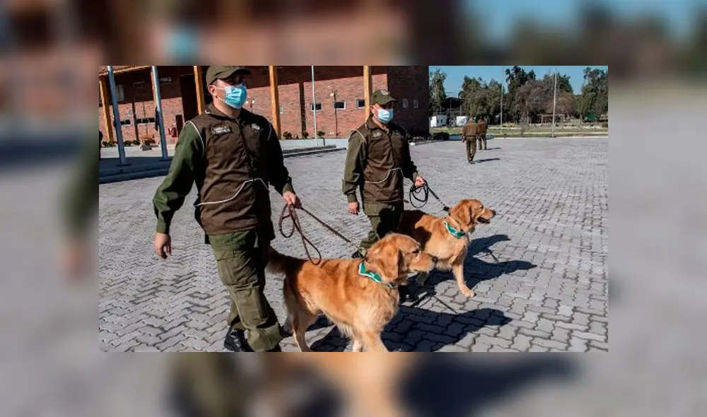 Miembros del equipo de entrenamiento canino de la policía chilena pasean a dos perros Golden Retriever antes de su entrenamiento. Foto: AFP. Miembros del equipo de entrenamiento canino de la policía chilena pasean a dos perros Golden Retriever antes de su entrenamiento. Foto: AFP.