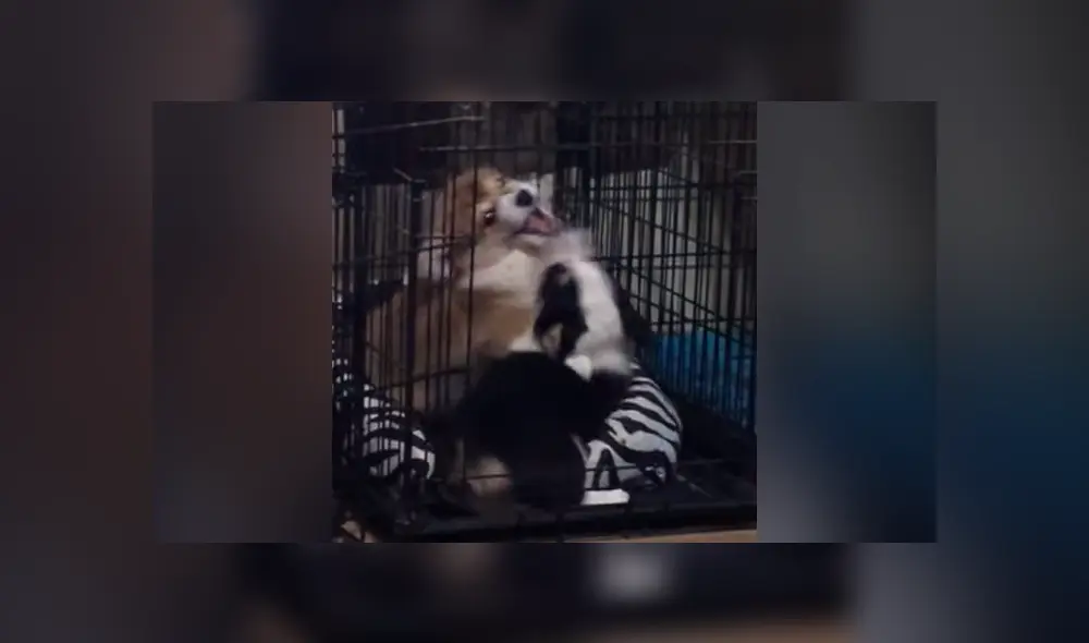 Desliza para ver las imágenes de Facebook. Foto: captura Desliza para ver las imágenes de Facebook. Foto: captura