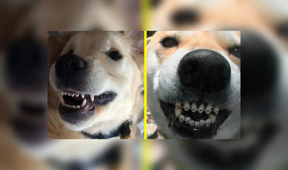 ¿Sabías que existen los brackets para perros? ¿Sabías que existen los brackets para perros?