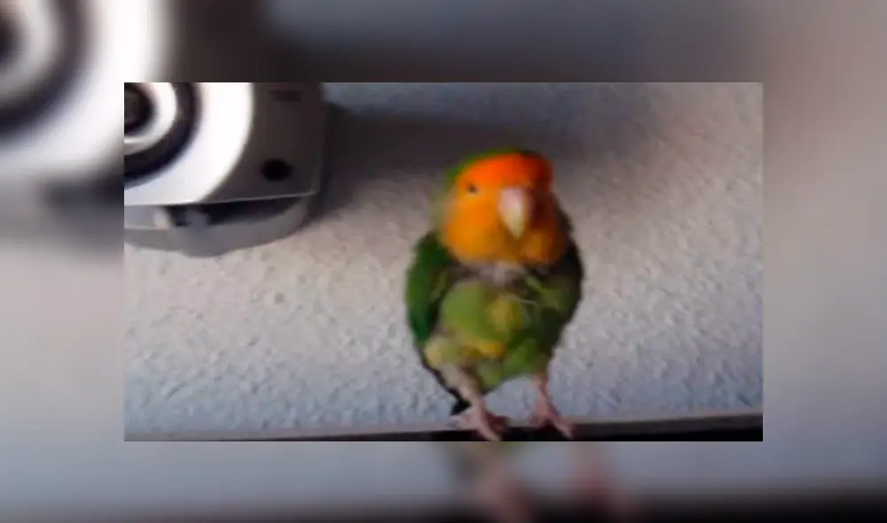 Video es viral en Instagram. Miles de fanáticos de Michael Jackson quedaron impactados, luego de ver a este pequeño loro imitando al recordado ‘rey del pop’. Foto: Captura.