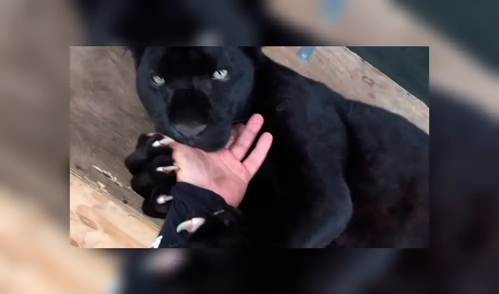 Entrenador ingresa a jaula de pantera negra y coloca su mano dentro de su boca.