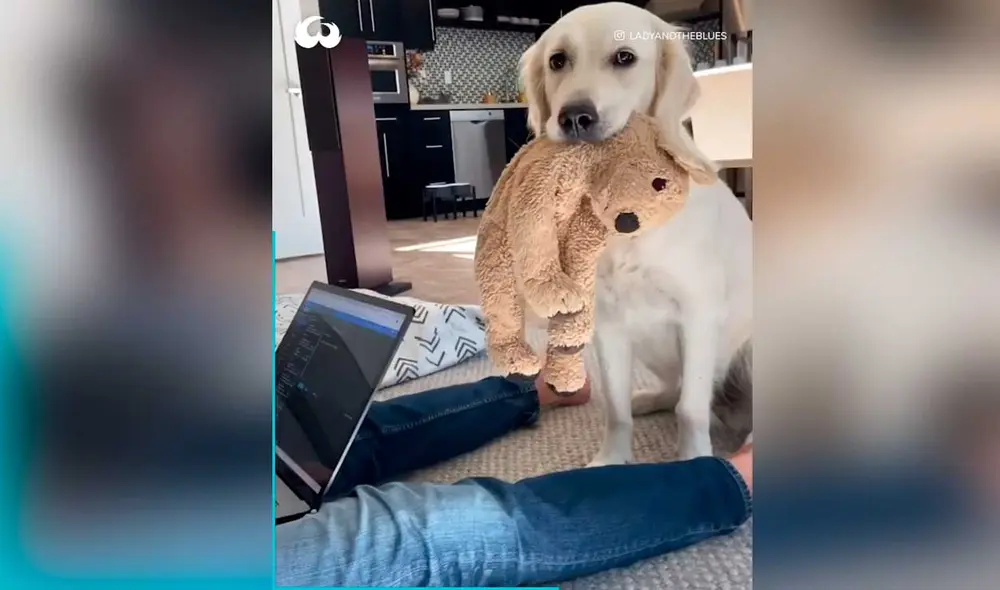 Desliza las imágenes para ver la inesperada escena que protagonizó este can y su dueño. Foto: Captura de Facebook/Woof Woof