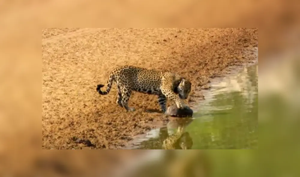 El hambriento felino sorprendió repentinamente a la tortuga y esta no tuvo más escapatoria que usar una peculiar táctica para protegerse del feroz animal El hambriento felino sorprendió repentinamente a la tortuga y esta no tuvo más escapatoria que usar una peculiar táctica para protegerse del feroz animal