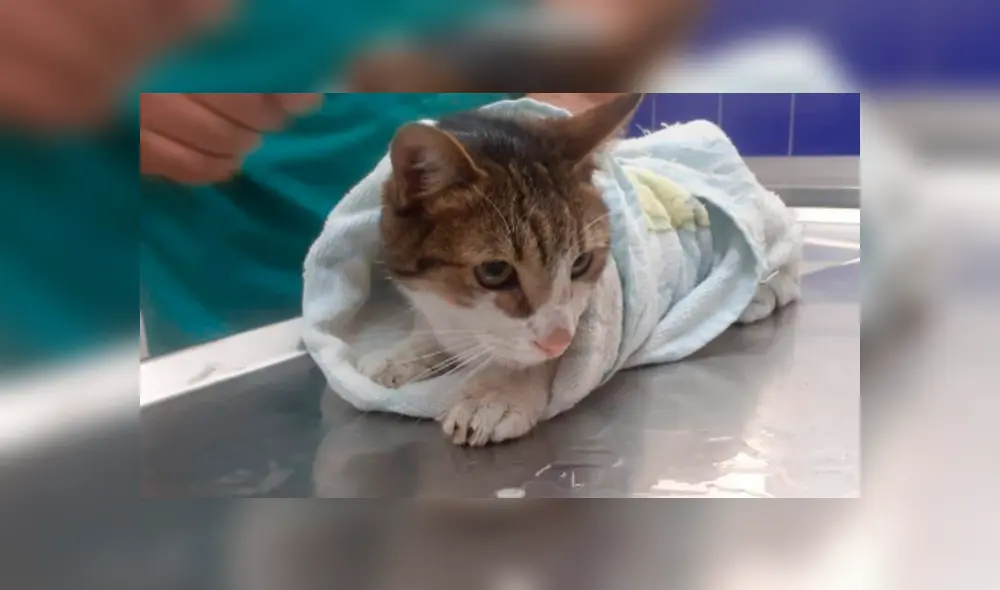 Desliza la imagen de Facebook para verlas todas.