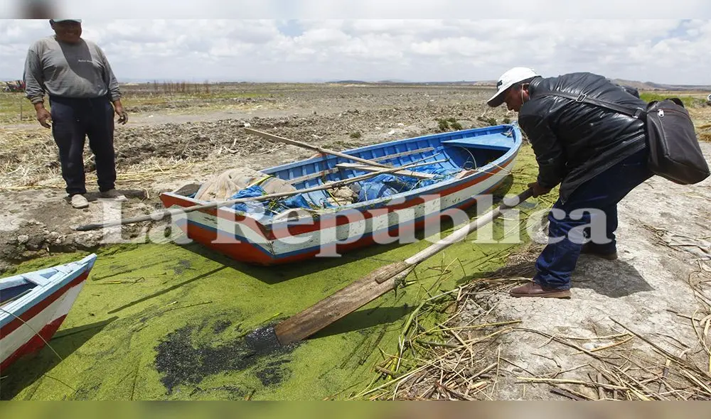 La flora y fauna del Titicaca en este sector se ve seriamente amenazado por la contaminación.