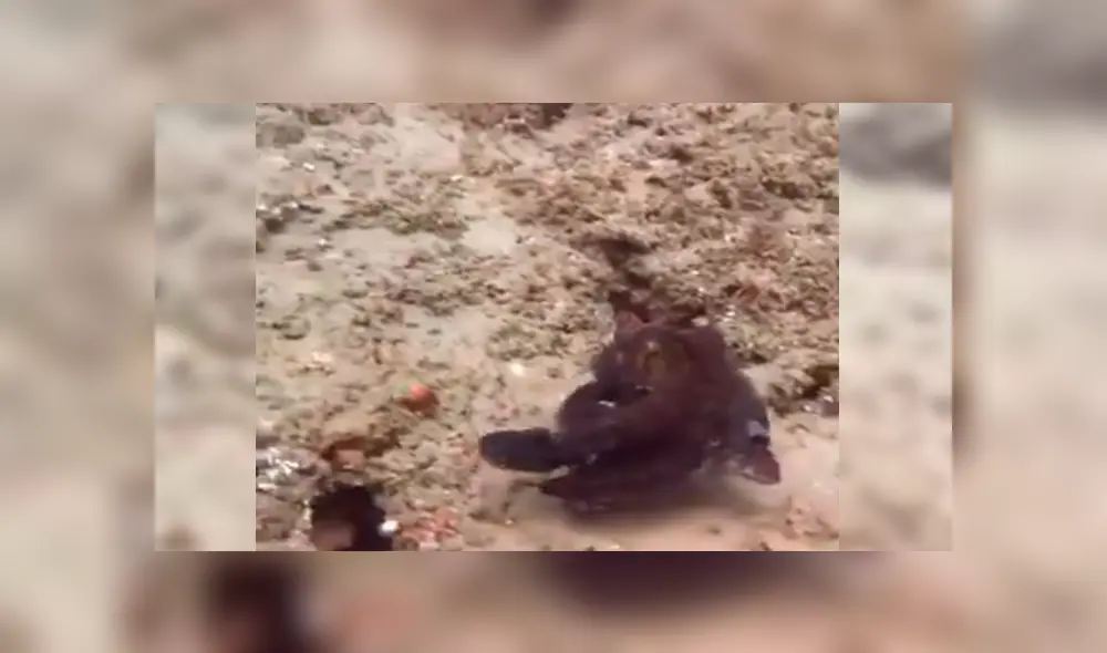 En YouTube, un hombre persiguió al enorme animal marino para atraparlo y quedó impresionado cuando vio su habilidad de ocultarse en el agua. En YouTube, un hombre persiguió al enorme animal marino para atraparlo y quedó impresionado cuando vio su habilidad de ocultarse en el agua.