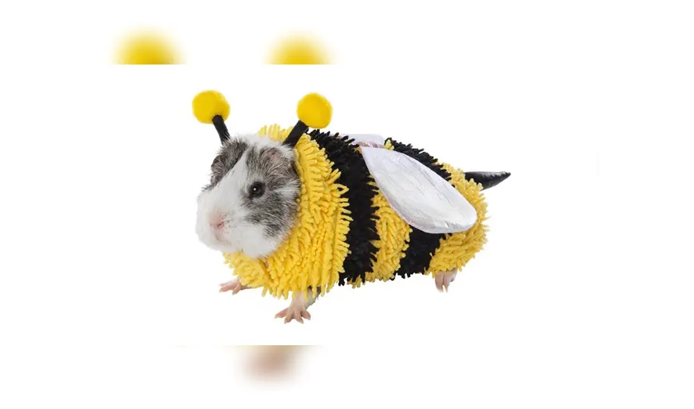 Disfraces para cuyes desatan furor en Internet y todos quieren obtenerlos [FOTOS]