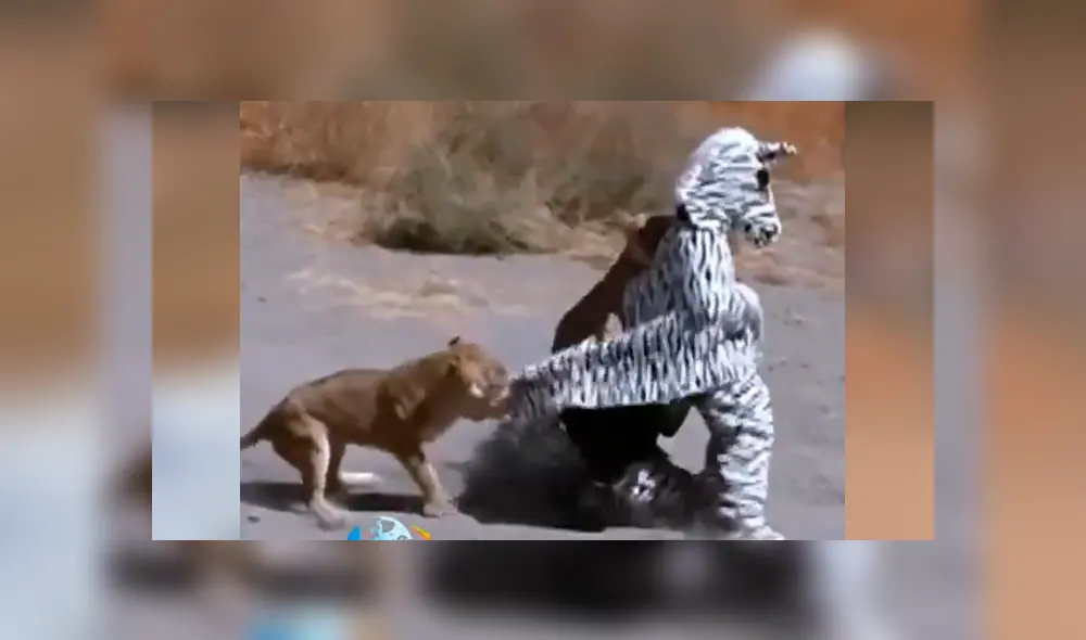 Facebook: arriesgados hombre se visten de cebra para asustar a los animales en África y ocurre lo peor [VIDEO]
