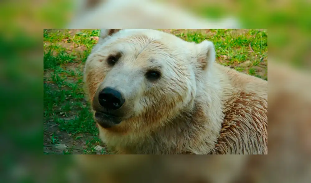 Desliza para ver fotos del oso grolar que sorprendió a todos en Facebook. Foto: Captura.