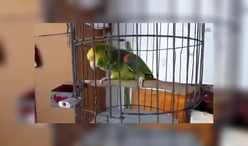 Desliza para ver los detalles de este gracioso video viral de Facebook. Foto: Captura. Desliza para ver los detalles de este gracioso video viral de Facebook. Foto: Captura.