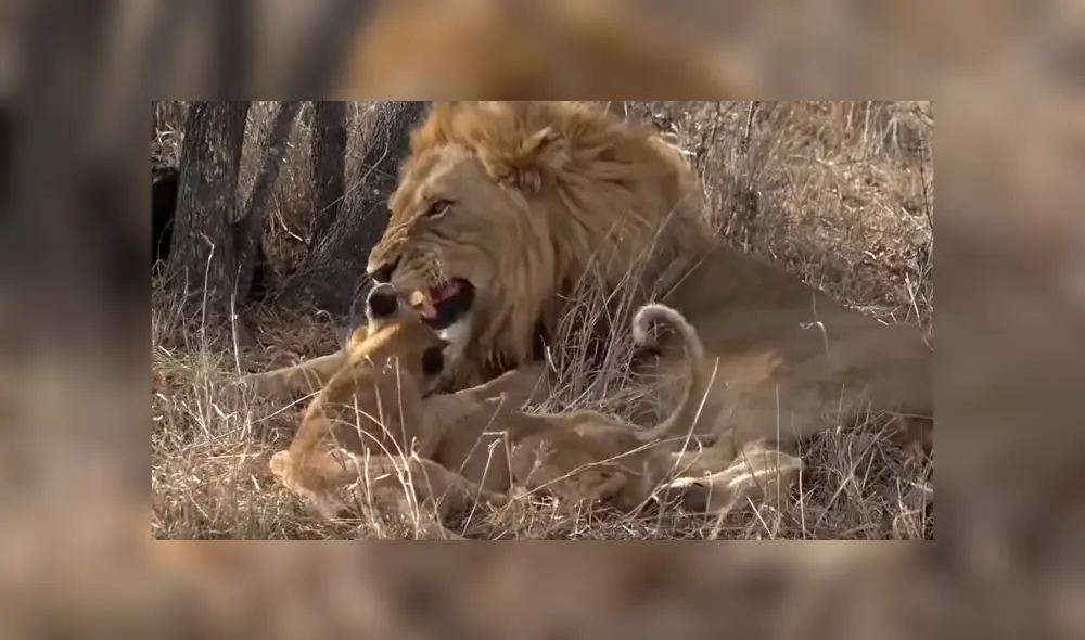 El video que compartió una turista en Facebook muestra una curiosa escena de una manada de leones. El video que compartió una turista en Facebook muestra una curiosa escena de una manada de leones.