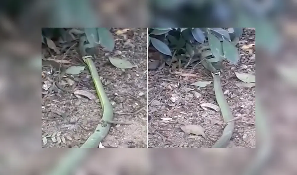 Desliza hacia la izquierda para ver las imágenes del viral de Facebook. Foto: Captura. Desliza hacia la izquierda para ver las imágenes del viral de Facebook. Foto: Captura.