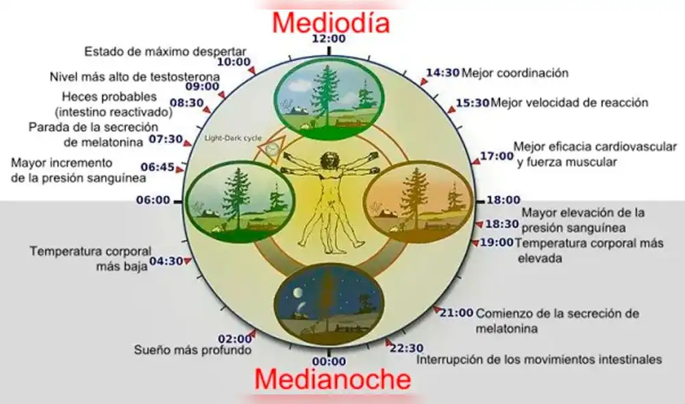 Día Mundial del Sueño: ¿Qué es el reloj biológico y cómo ayuda a nuestra salud?