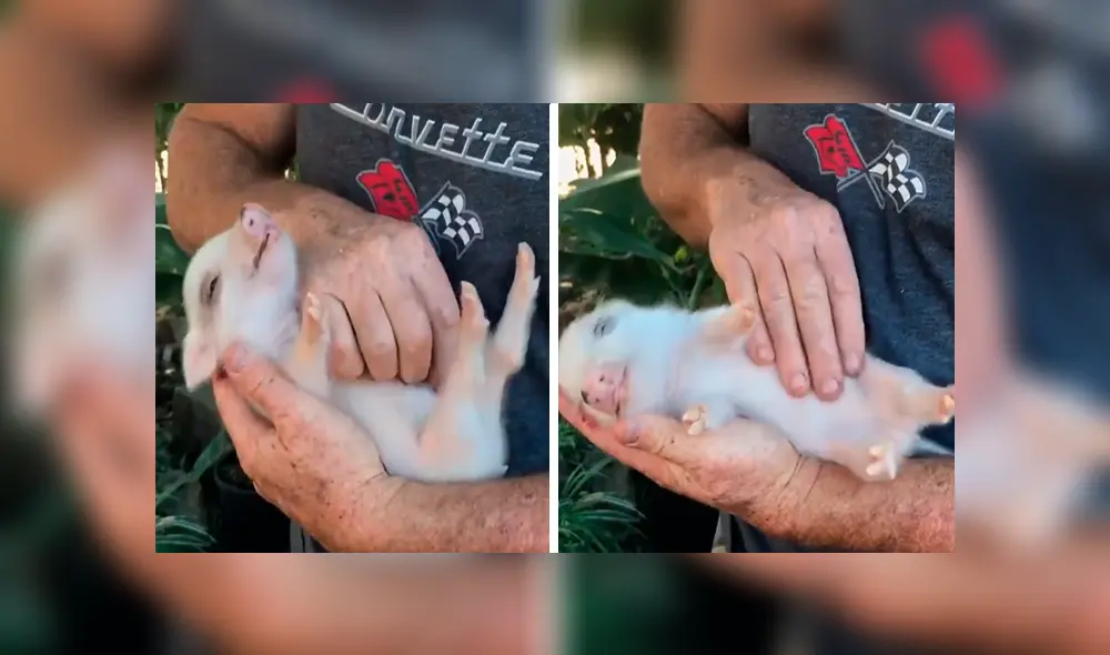 En Facebook, un hombre aplicó un ingenioso método para hacer dormir a su mascota y sorprendió a miles.