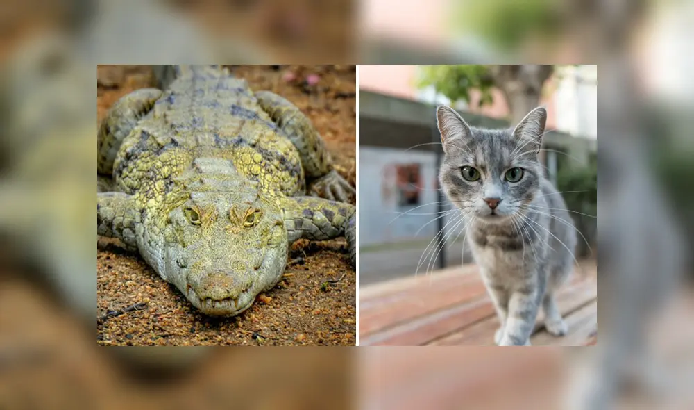 A través de Facebook se hizo viral este curioso enfrentamiento entre un gato y un cocodrilo por un poco de comida.