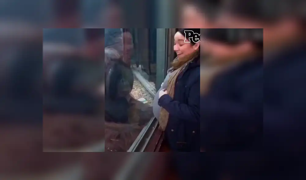 En Facebook, un orangután se emocionó al percatarse de la presencia de una embarazada en su recinto.