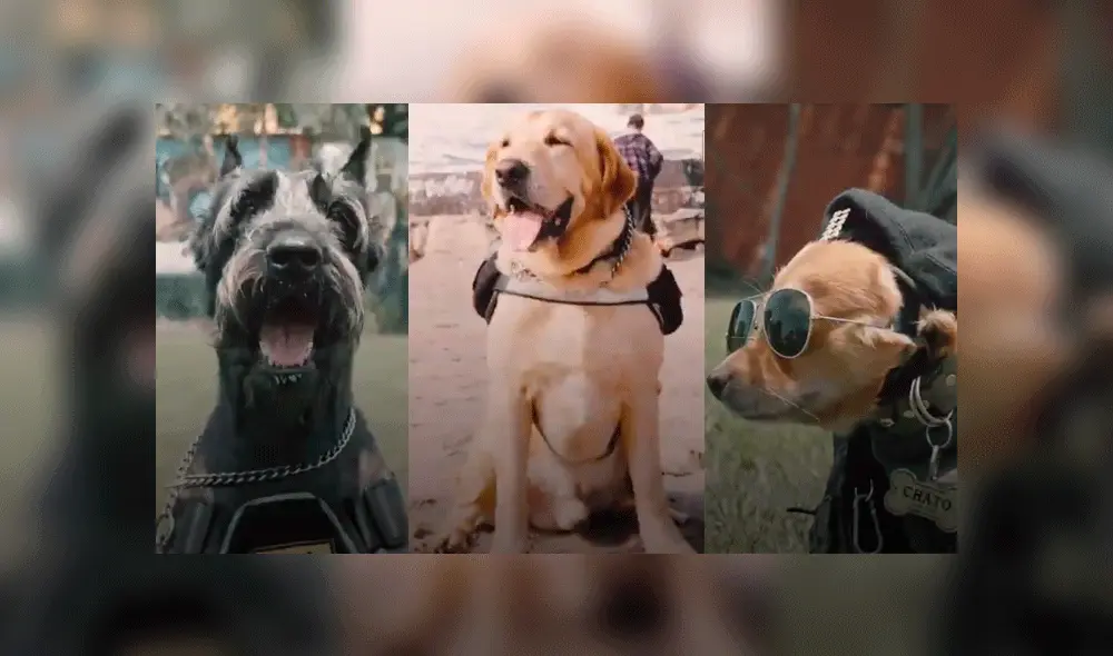 Policía canina Policía canina