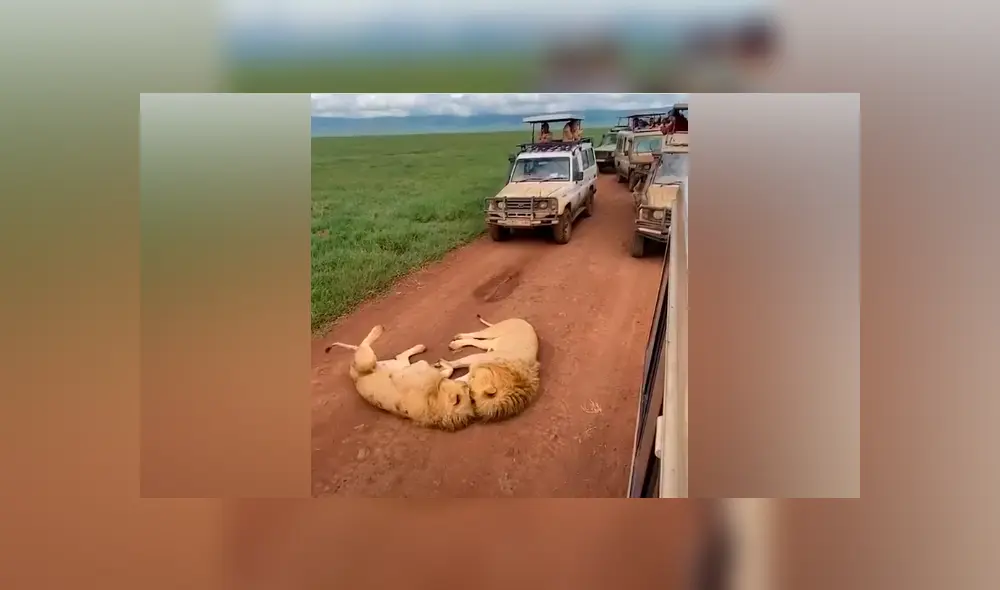 Desliza hacia la izquierda para ver la emotiva escena de los leones que son virales en YouTube. Desliza hacia la izquierda para ver la emotiva escena de los leones que son virales en YouTube.