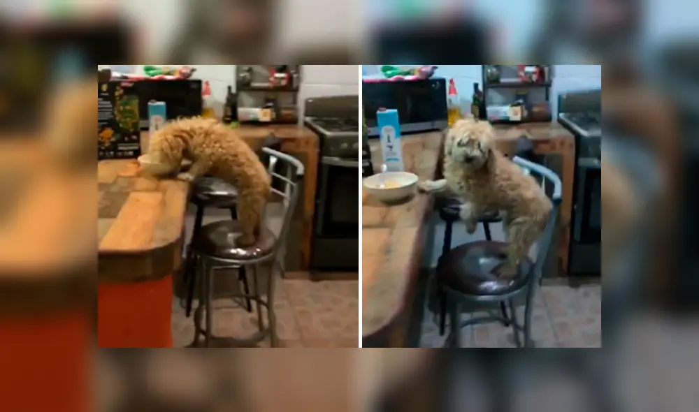 Desliza las imágenes para conocer la travesura de un perro al notar que su dueño estaba durmiendo. Desliza las imágenes para conocer la travesura de un perro al notar que su dueño estaba durmiendo.