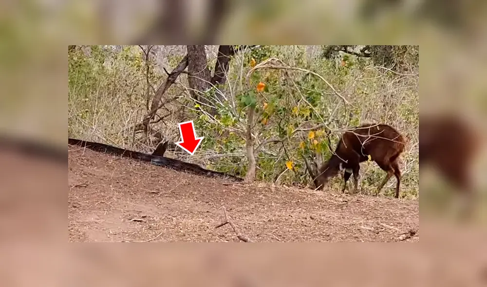 Feroz pitón acecha a ciervo distraído, lo intenta devorar y sucede algo increíble [VIDEO] 
