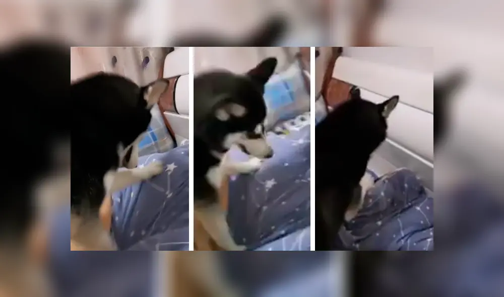 Desliza las imágenes hacia la izquierda para conocer la curiosa acción de un perro para despertar a su dueño. Foto: Captura.