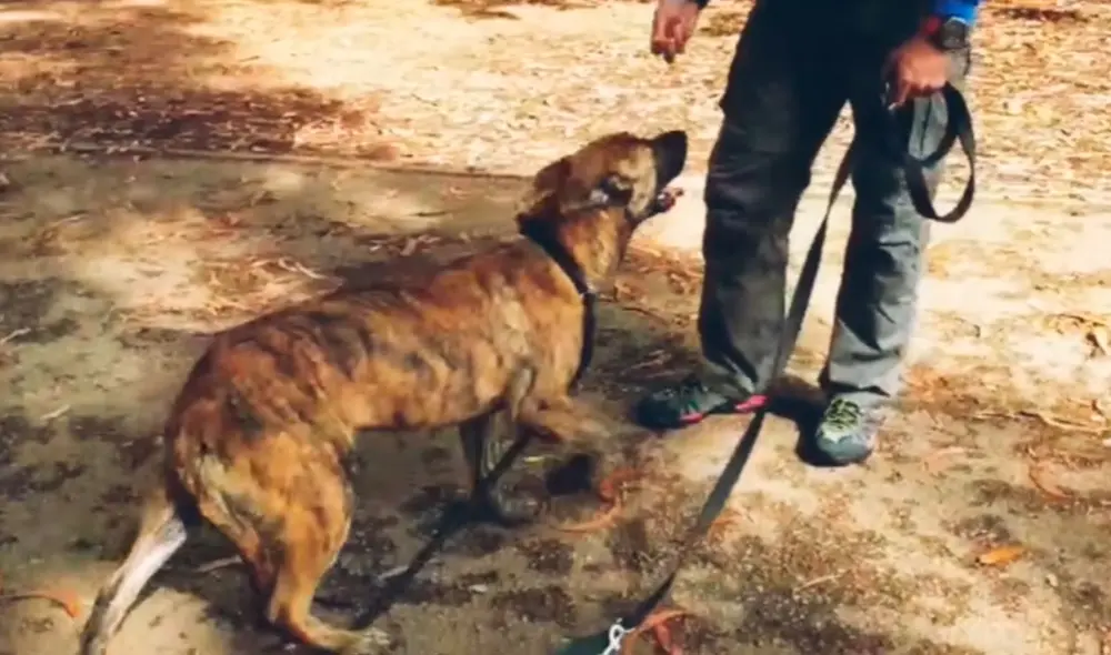 Desliza las imágenes para conocer la historia de un perro que sufrió maltratos, pero felizmente recibió ayuda. Foto: Captura de Facebook Desliza las imágenes para conocer la historia de un perro que sufrió maltratos, pero felizmente recibió ayuda. Foto: Captura de Facebook