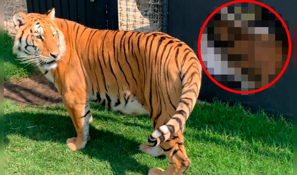 Facebook viral: tigre se toma curioso selfie al encontrar una cámara escondida dentro de recinto [FOTOS]