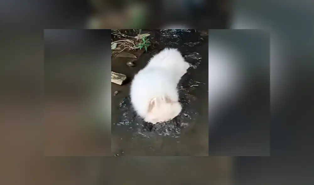 Facebook viral: mujer baña y deja reluciente a su perro y la mascota hace la peor travesura del mundo Facebook viral: mujer baña y deja reluciente a su perro y la mascota hace la peor travesura del mundo