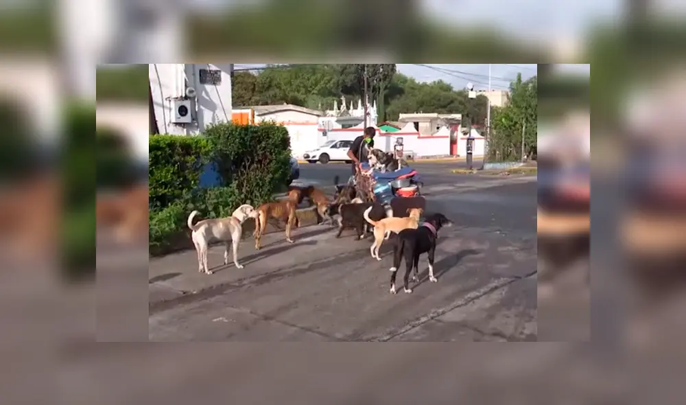 Desliza las imágenes para conocer la emotiva historia de un hombre al ayudar a indefensos animales. Fotocaptura: Puebla Noticias.