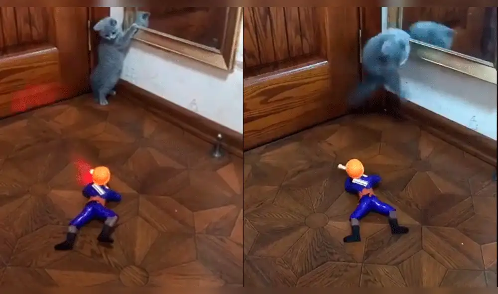 Vía Facebook: gatito se enfrenta a soldado de juguete y hace esto para salvarse [VIDEO]