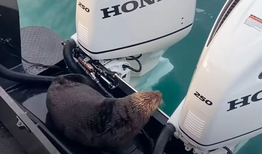 Las imágenes registran el preciso momento en que la nutria escapó de la muerte. Foto: Captura/YouTube/T&T Creative Media Las imágenes registran el preciso momento en que la nutria escapó de la muerte. Foto: Captura/YouTube/T&T Creative Media