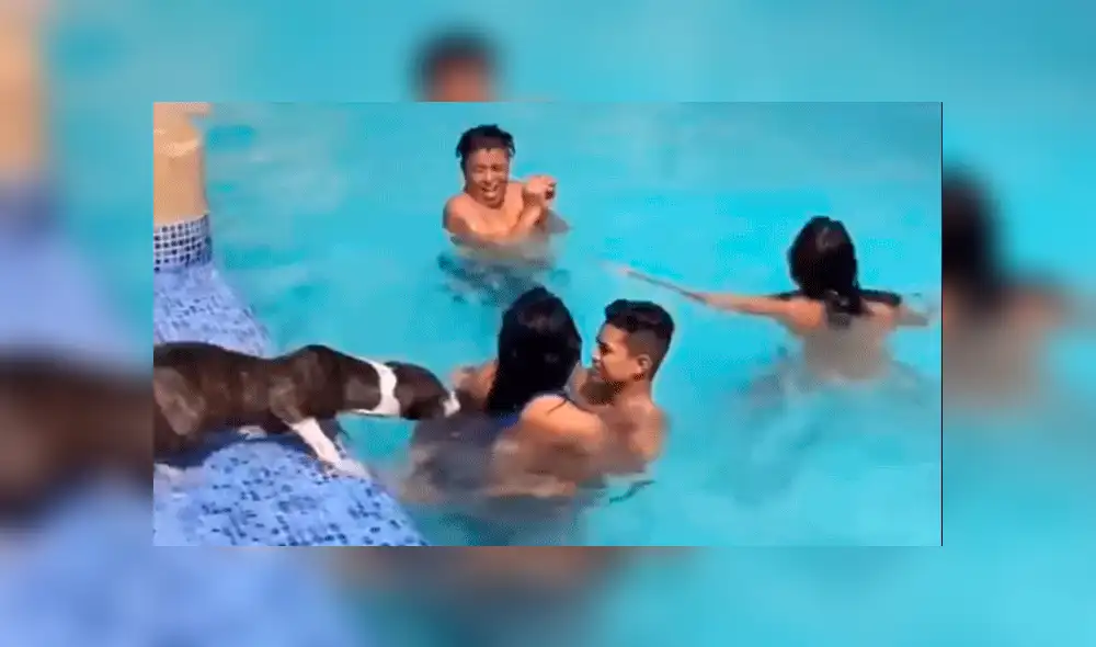 Facebook: perro ve a cariñosa pareja dentro de piscina y los interrumpe de la peor forma [VIDEO]