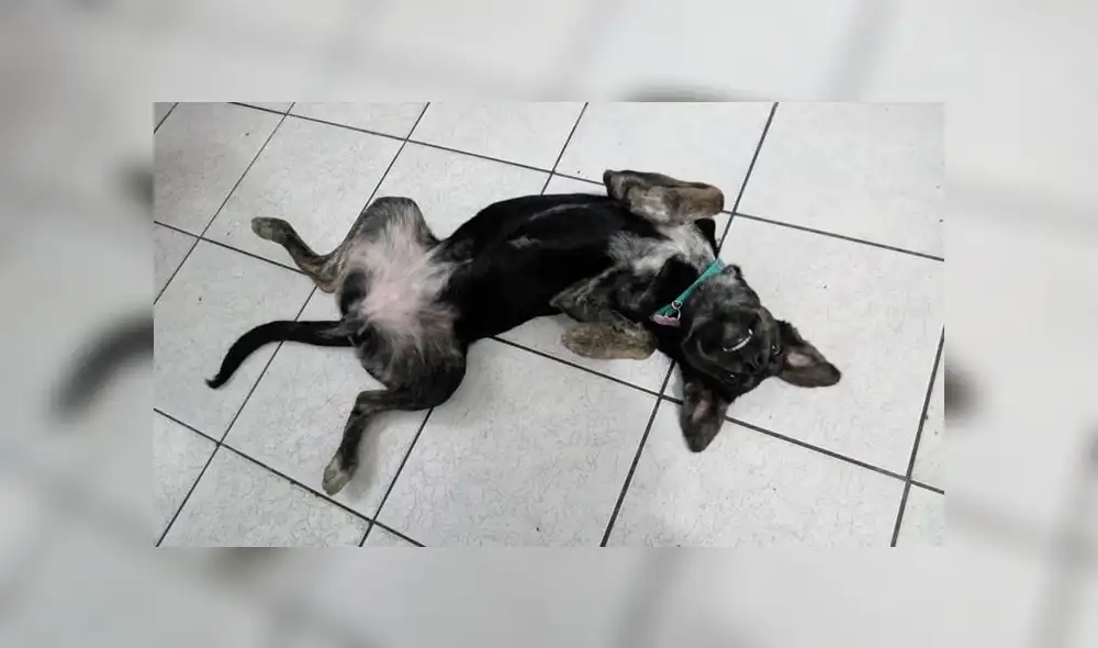 Buscan a mascota desaparecida en estado delicado de salud Buscan a mascota desaparecida en estado delicado de salud