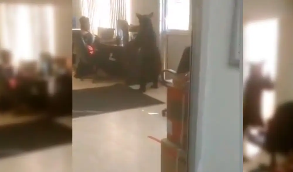 El animal recorrió la oficina sin dañar a ningún trabajador. Foto: Captura/Twitter/@garridohiram El animal recorrió la oficina sin dañar a ningún trabajador. Foto: Captura/Twitter/@garridohiram