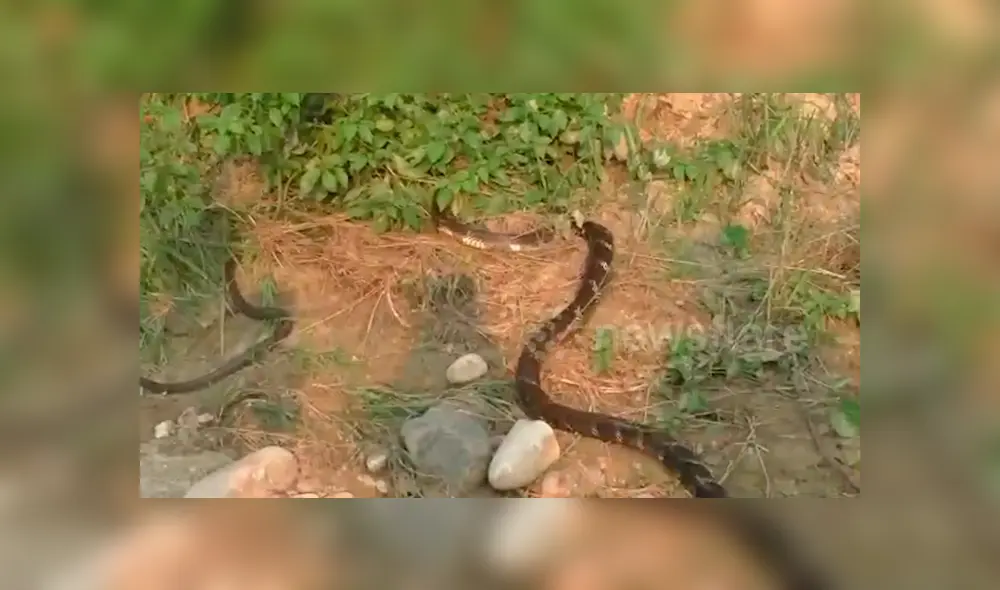El video viral de Facebook registró el momento exacto en que una hambrienta serpiente engulló a su compañera por completo.