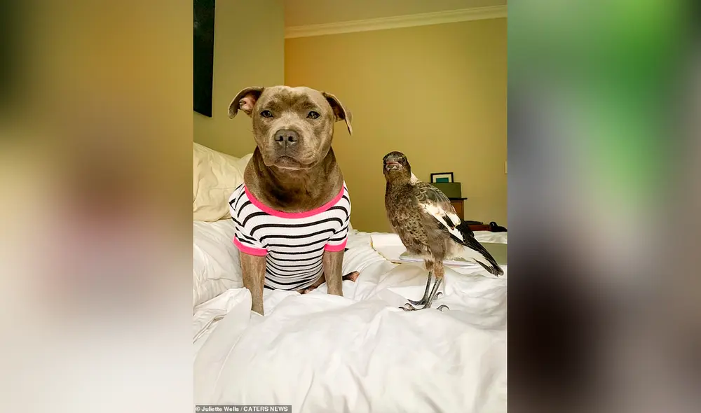 Desliza hacia la izquierda para ver las tiernas escenas protagonizadas por Molly y Peggy, los inseparables amigos. Foto: captura de YouTube Desliza hacia la izquierda para ver las tiernas escenas protagonizadas por Molly y Peggy, los inseparables amigos. Foto: captura de YouTube