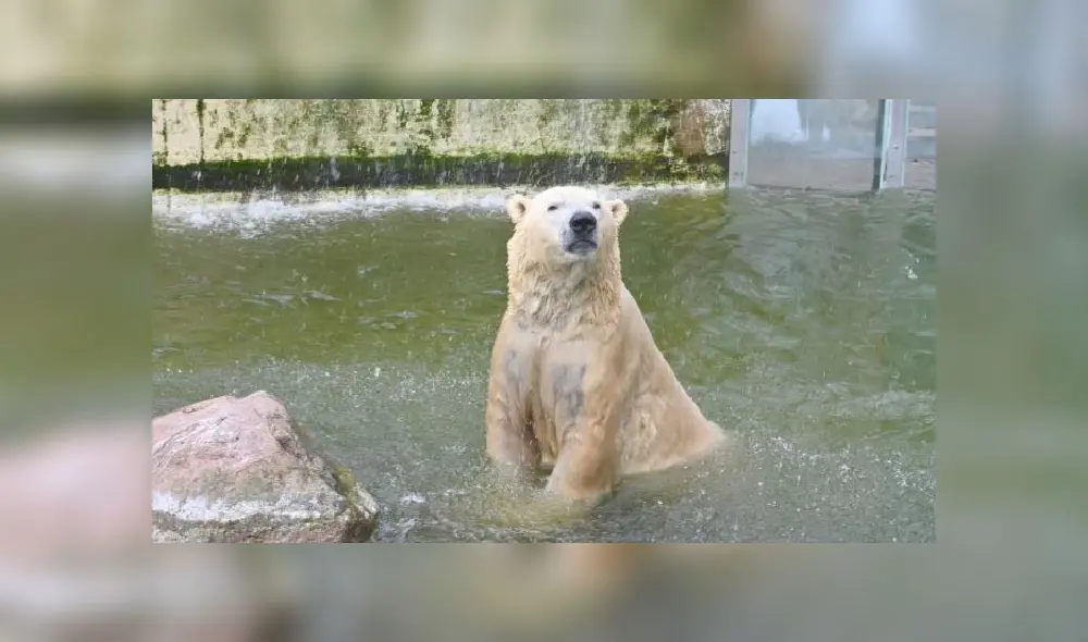 El osos vitus se encuentra en la lista de sacrificios en caso la pandemia se agrave. Foto: DMA El osos vitus se encuentra en la lista de sacrificios en caso la pandemia se agrave. Foto: DMA