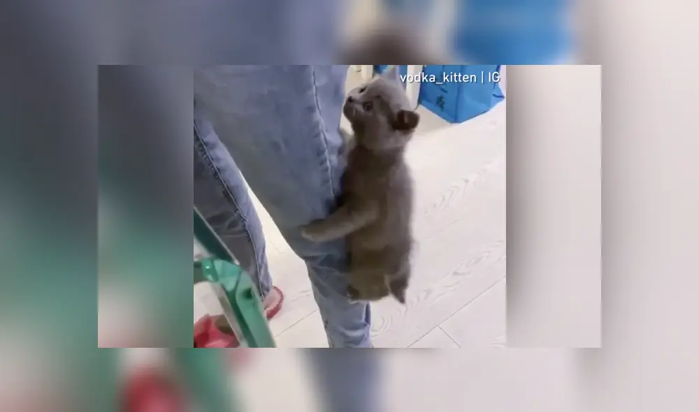 Desliza a la izquierda para ver más sobre este nuevo video viral de YouTube. Foto: Captura. Desliza a la izquierda para ver más sobre este nuevo video viral de YouTube. Foto: Captura.