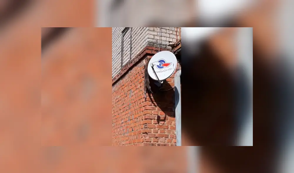 Facebook: Gato copia las técnicas de Spider-Man y logra lo imposible