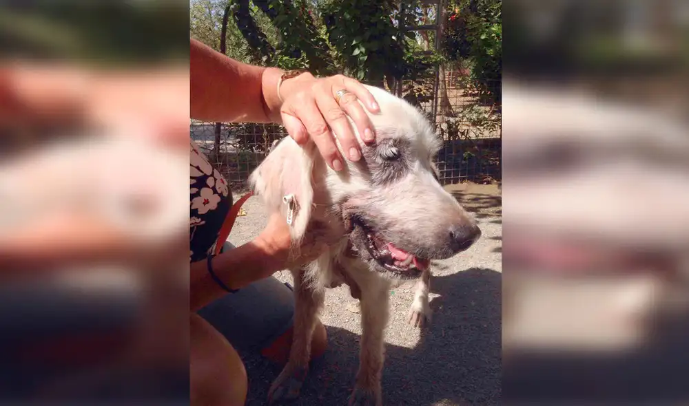 Desliza las imágenes para conocer la emotiva historia de Duncan que fue rescatado tras ser abandonado en la calle. Foto: Caters News/ Referencial Desliza las imágenes para conocer la emotiva historia de Duncan que fue rescatado tras ser abandonado en la calle. Foto: Caters News/ Referencial