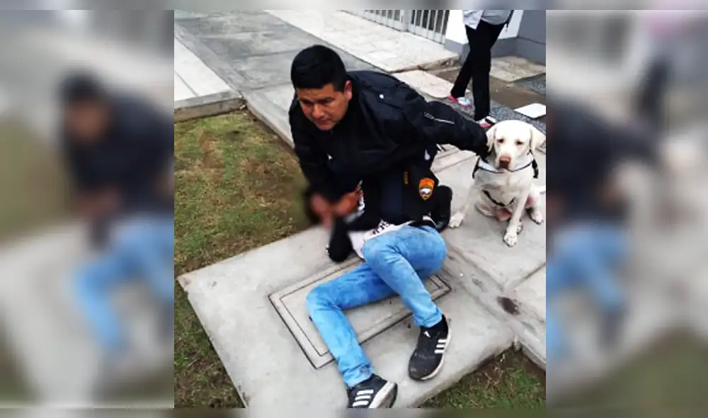 Perros ayudaron a agentes municipales a capturar a delincuente.