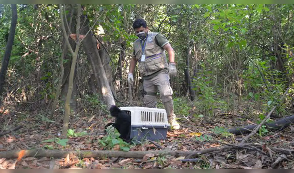 Entre las especies de animales se encuentran majas, una especie de roedor histricomorfo; achuni y monos. Entre las especies de animales se encuentran majas, una especie de roedor histricomorfo; achuni y monos.