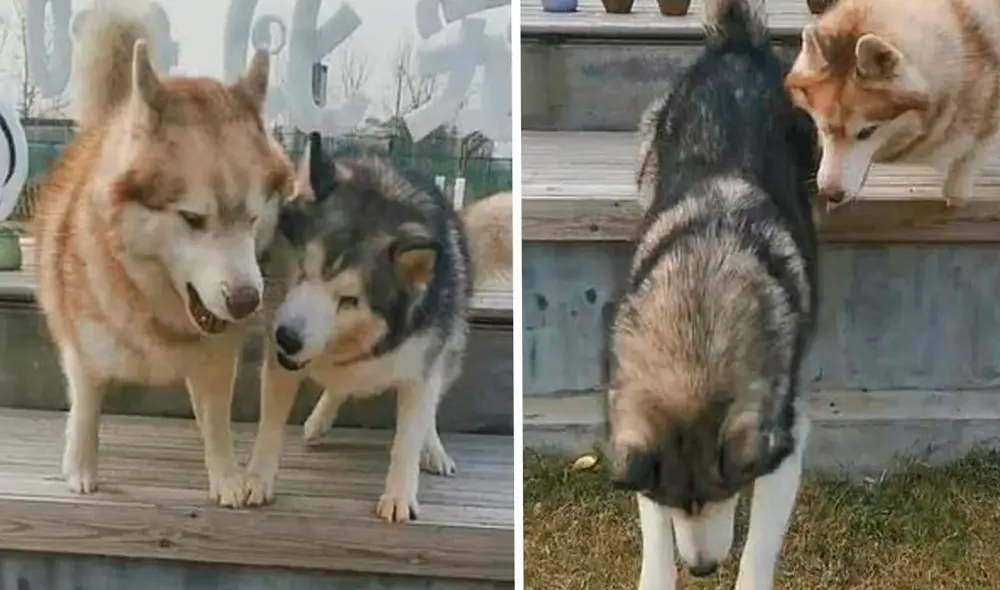 Desliza las imágenes para conocer a Ju Bao y Da Bao, dos perritos que se han robado el corazón de miles. Foto: captura de YouTube