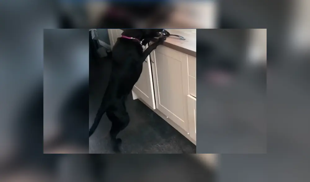 Astuto can sorprendió a miles de usuarios en Facebook, quienes quedaron maravillados con su increíble conducta Astuto can sorprendió a miles de usuarios en Facebook, quienes quedaron maravillados con su increíble conducta